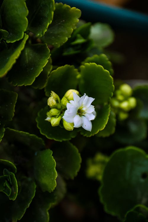 Gratis stockfoto met bladeren, bloem, fabrieken