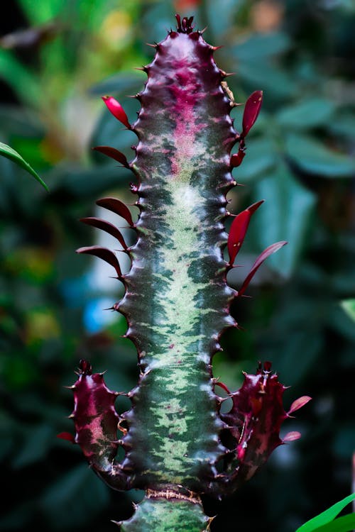 Close-up of a Euphorbia Trigona