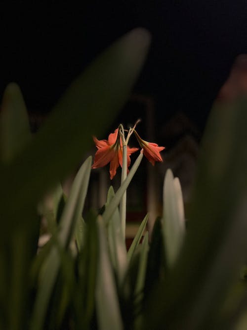 Foto profissional grátis de borrado, cyrtanthus, flor