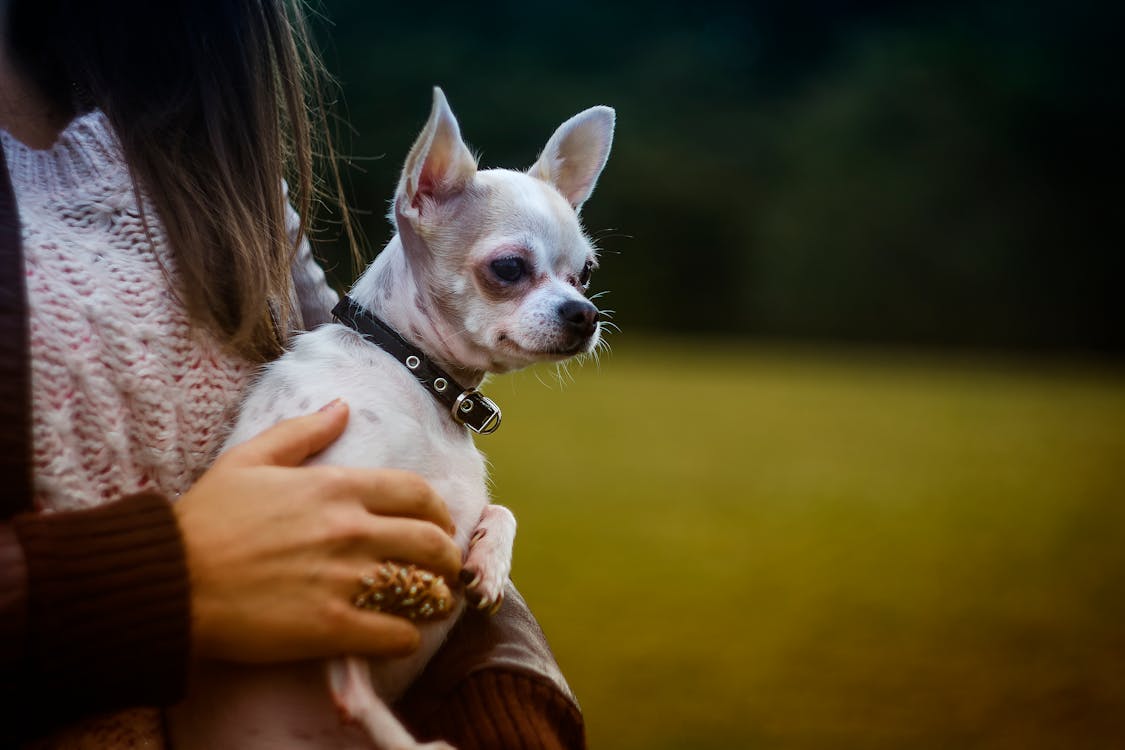 Free White Tan Smooth Chihuahua Stock Photo