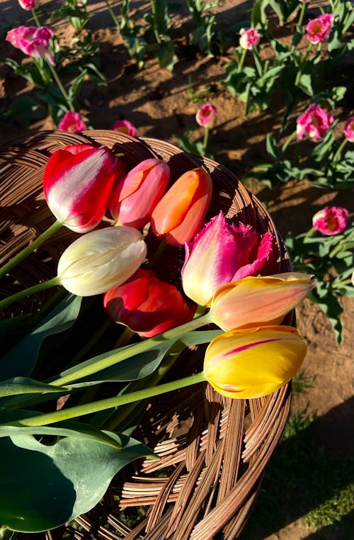 Základová fotografie zdarma na téma barevný, košík, květiny
