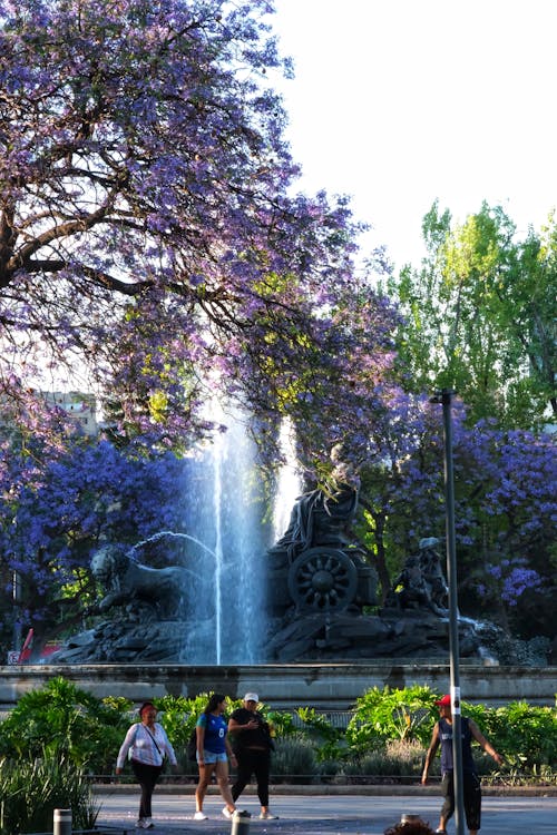 Jacarandas.