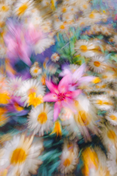 Kostnadsfri bild av blommor, defocused, färgrik