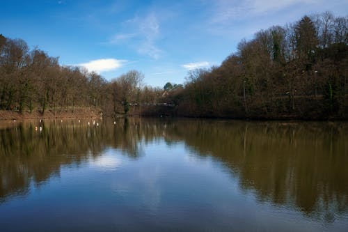 Immagine gratuita di alberi, calma, foresta