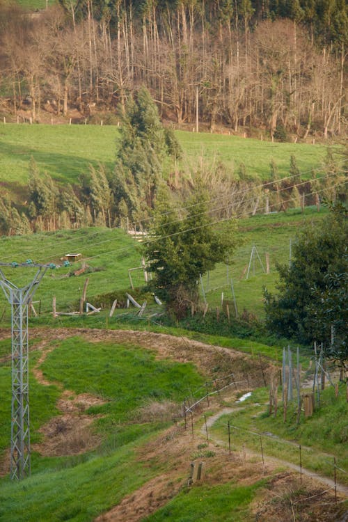 Бесплатное стоковое фото с вертикальный выстрел, деревья, за городом
