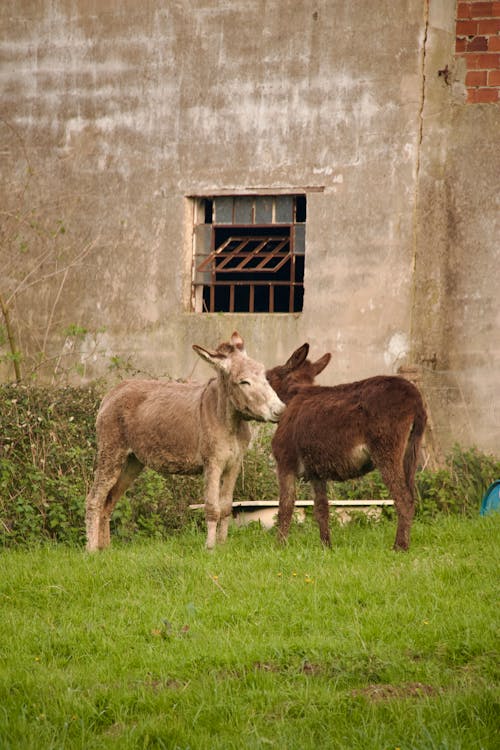 Two donkeys standing in a field next to a building