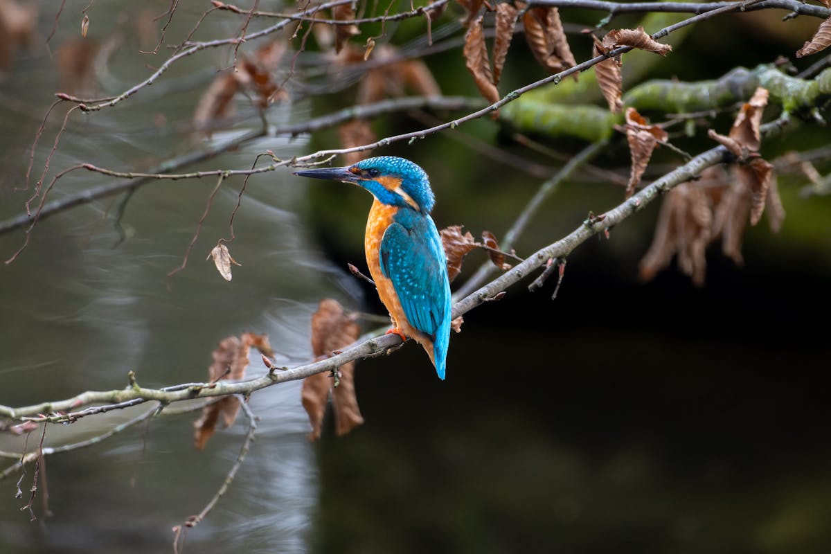 Kingfisher Photos, Download The BEST Free Kingfisher Stock Photos & HD