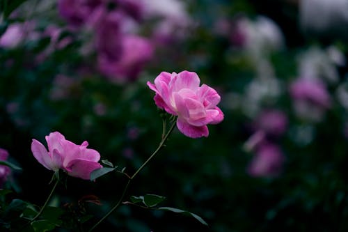 Pink Flowers in Nature