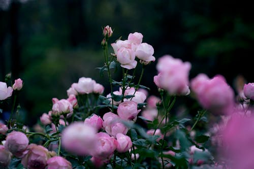 Pink roses in the garden with dark background