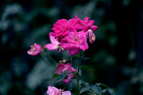 Gratis arkivbilde med blomster, blomsterblad, landlig