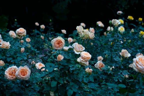 Základová fotografie zdarma na téma keř, keřík, květiny