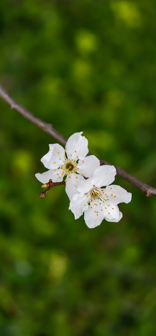 Free stock photo of flowers, spring, spring background