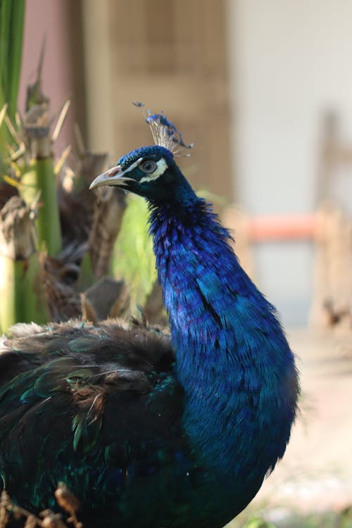 A peacock with a blue head and feathers