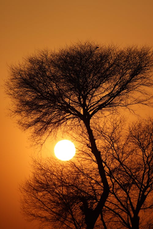 垂直ショット, 太陽, 日没の無料の写真素材