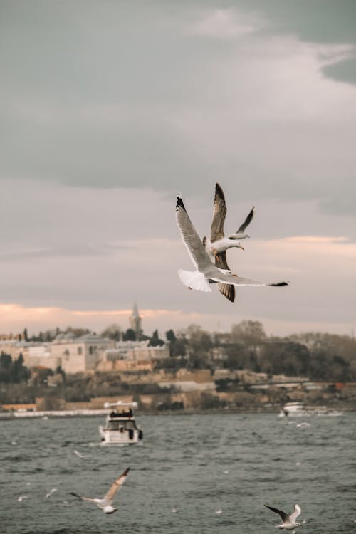 Seagulls flying over the water in front of a city