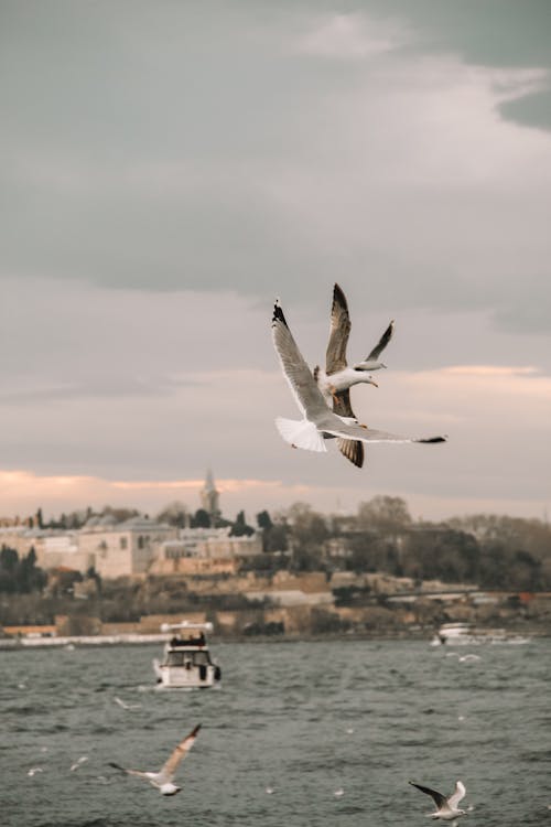 Fotos de stock gratuitas de agua, animales, aves marinas