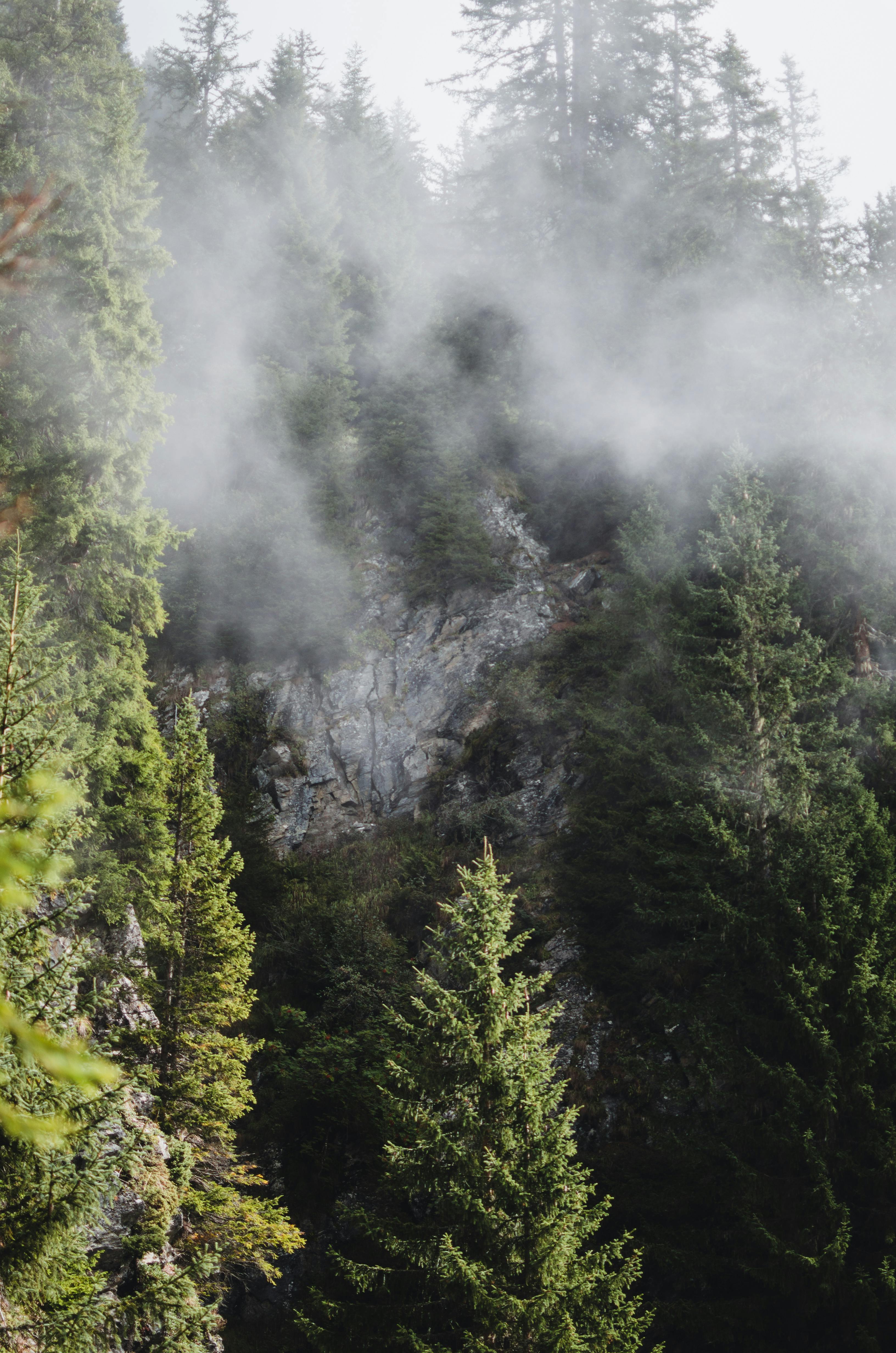 Foggy alpine forest scene with evergreen trees in Partenen, Vorarlberg, Austria.