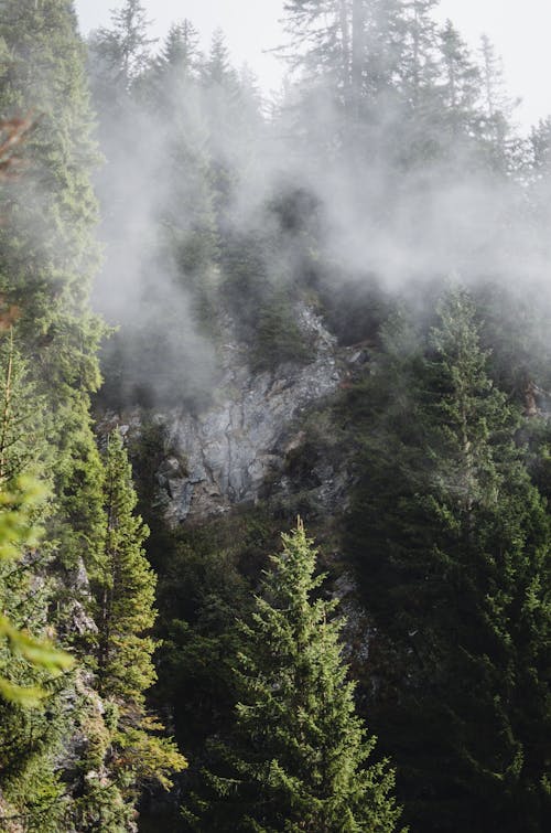 A forest with mist and trees in the background