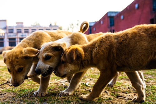 Yavru Köpekler Yerde Oynuyor