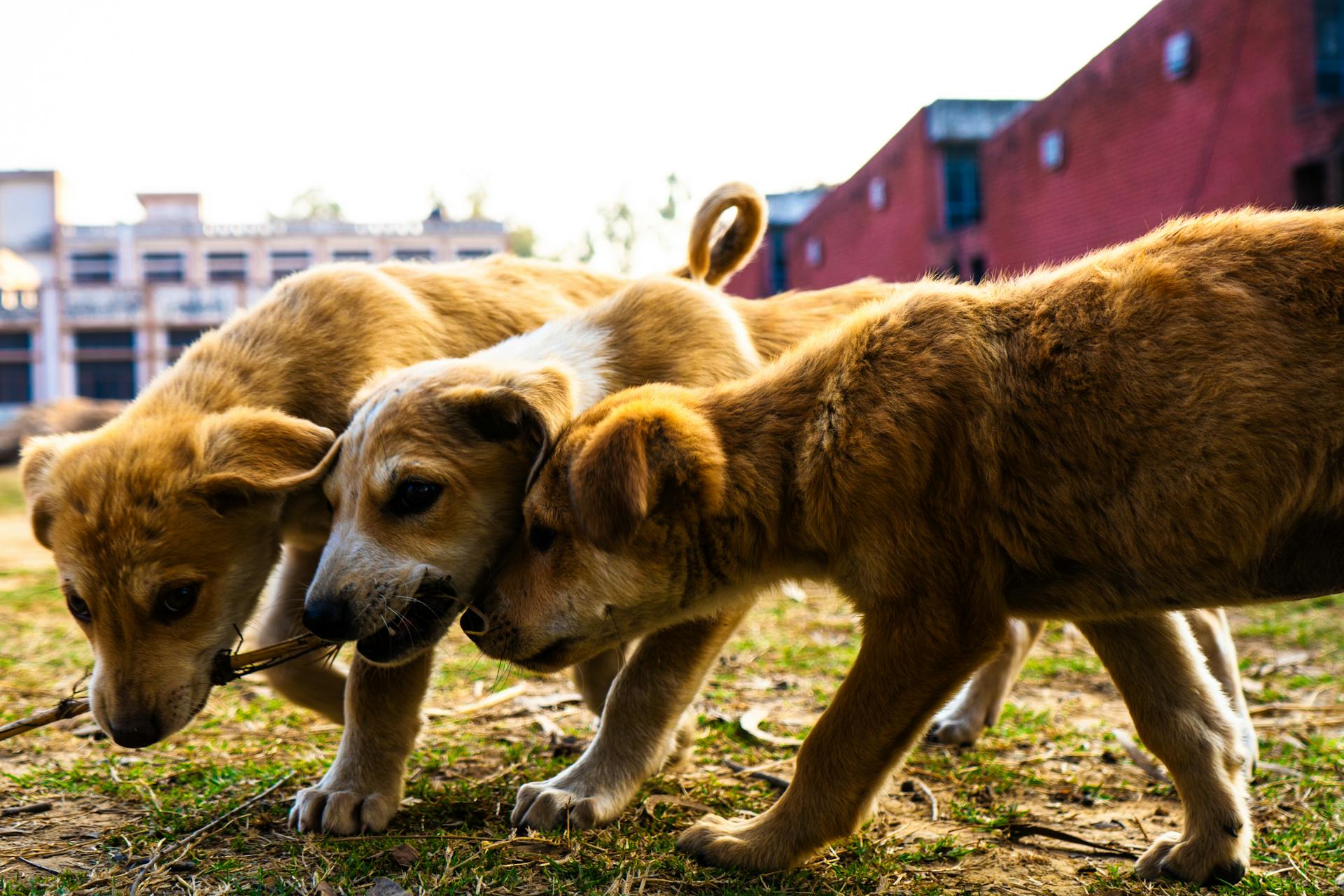 Des chiots dans l'herbe