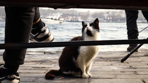 A cat sitting on a bench next to a person