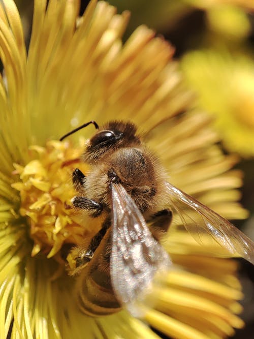 Macro lens arı çekimi 