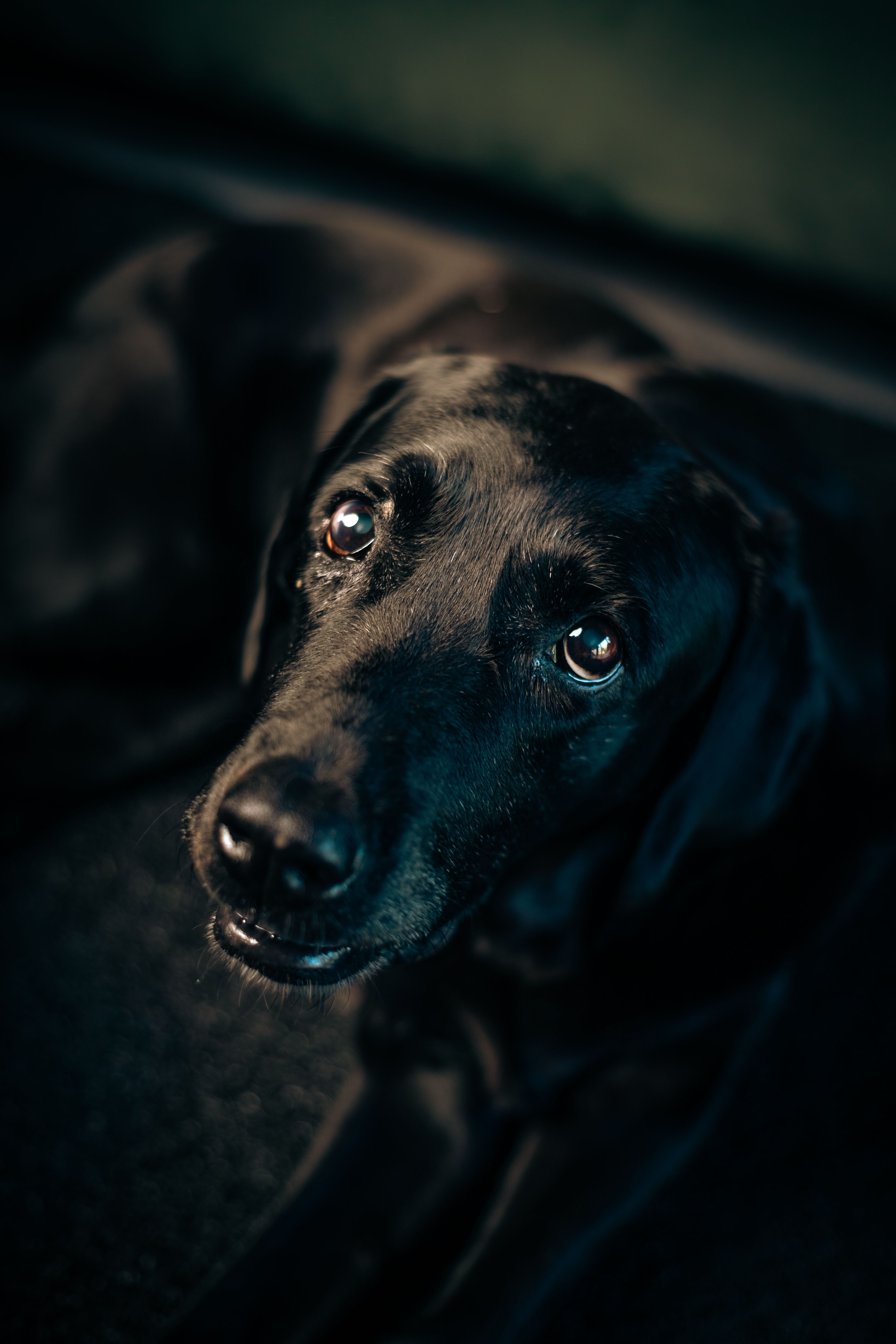 A Dog Lying on the Floor · Free Stock Photo