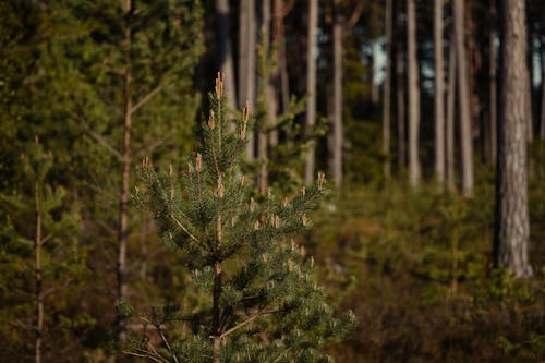 Imagine de stoc gratuită din arbori, codru, copaci