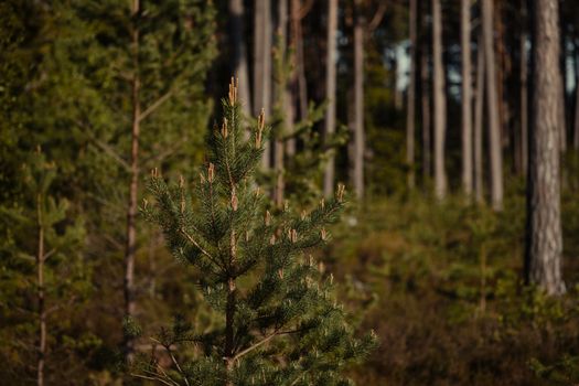 A tranquil forest featuring dense pine trees, capturing the essence of nature's calm beauty.
