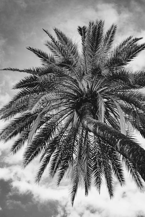 Black and white photograph of a palm tree