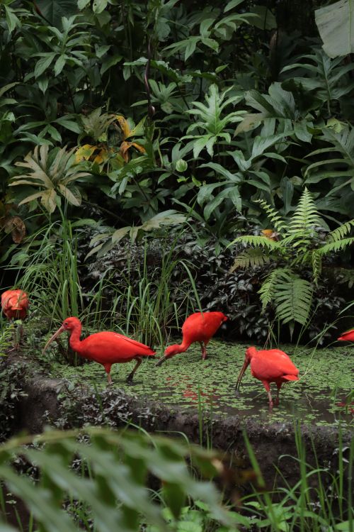 Free A group of vibrant scarlet ibis birds wading and feeding in a lush botanical garden setting. Stock Photo
