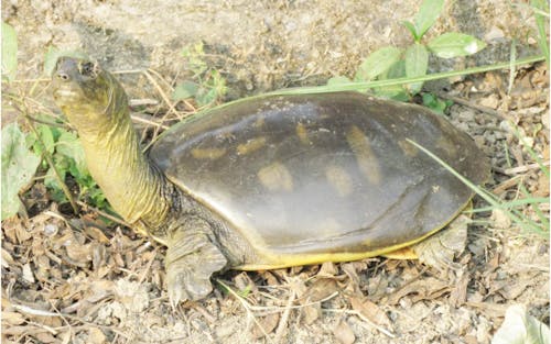 Tortoise