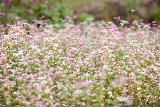 A serene wildflower meadow with pink and white blossoms capturing the essence of spring.