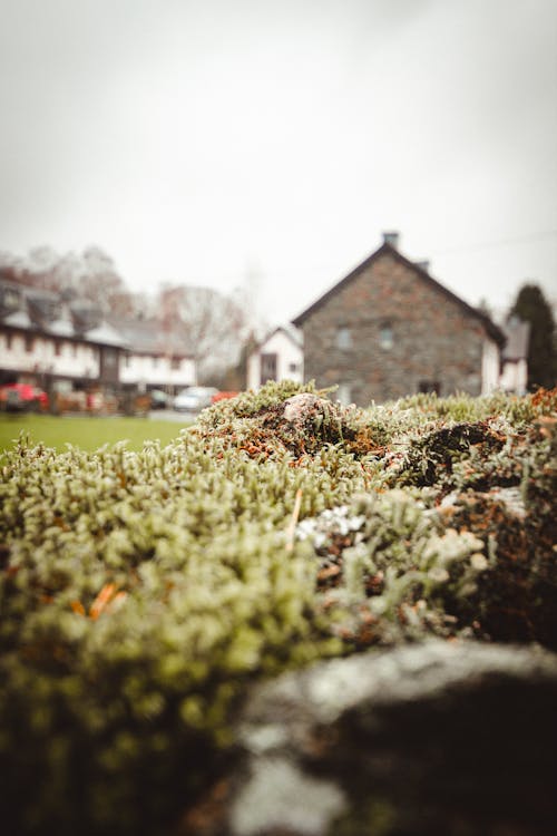 A stone wall with moss growing on it