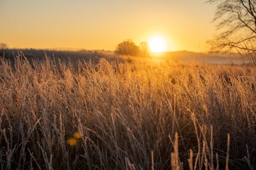 A field with frost on it and the sun rising