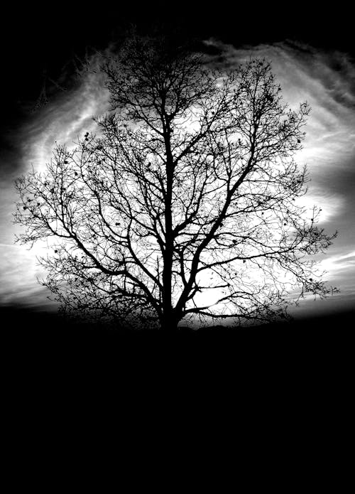 Grayscale Photography of Bare Tree