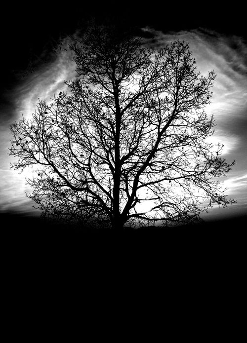 Free A striking silhouette of a tree under a captivating sky in Ruino, Lombardia, Italy. Stock Photo