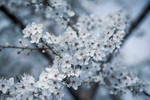 Foto d'estoc gratuïta de creixement, delicat, flors blanques