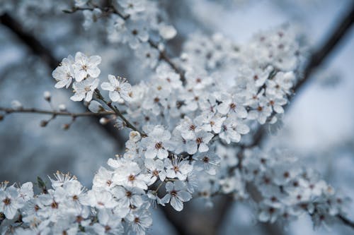 Blossoms in Spring