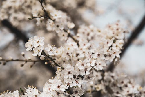 Gratis lagerfoto af blomster, fjeder, gren