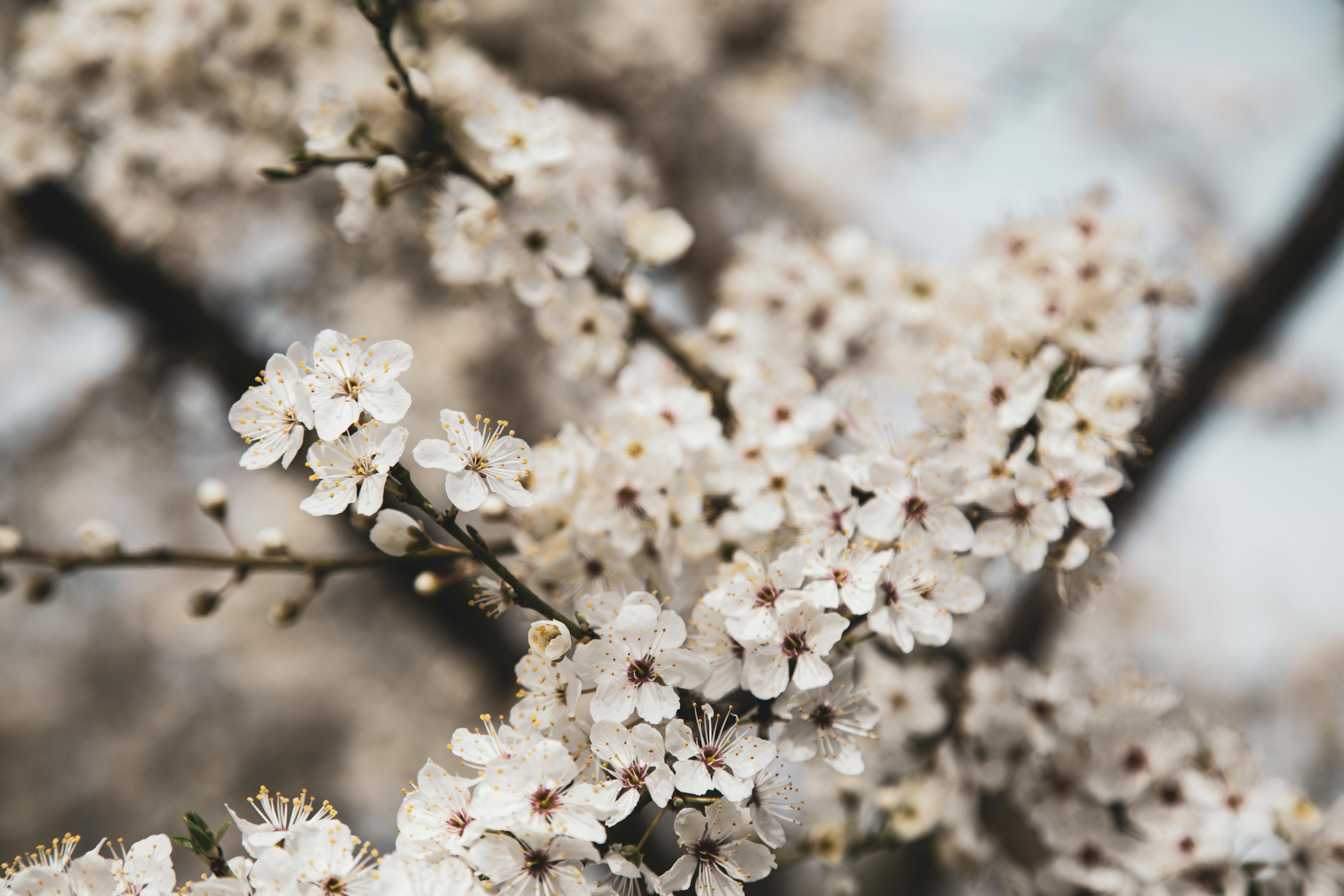 Early Spring Photos, Download The BEST Free Early Spring Stock Photos & HD  Images
