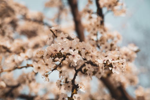 Close-up of Cherry Blossom Branches 