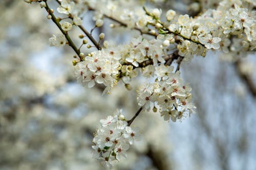 Close-up of a Cherry Blossom