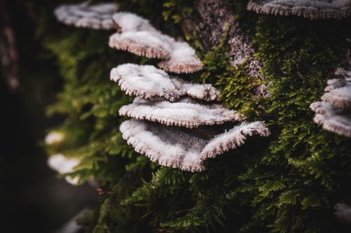 Free Close-up of white mushrooms on a mossy log, showcasing natural texture and growth in Montenegro. Stock Photo