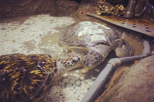 Foto d'estoc gratuïta de animal de mar, tortuga