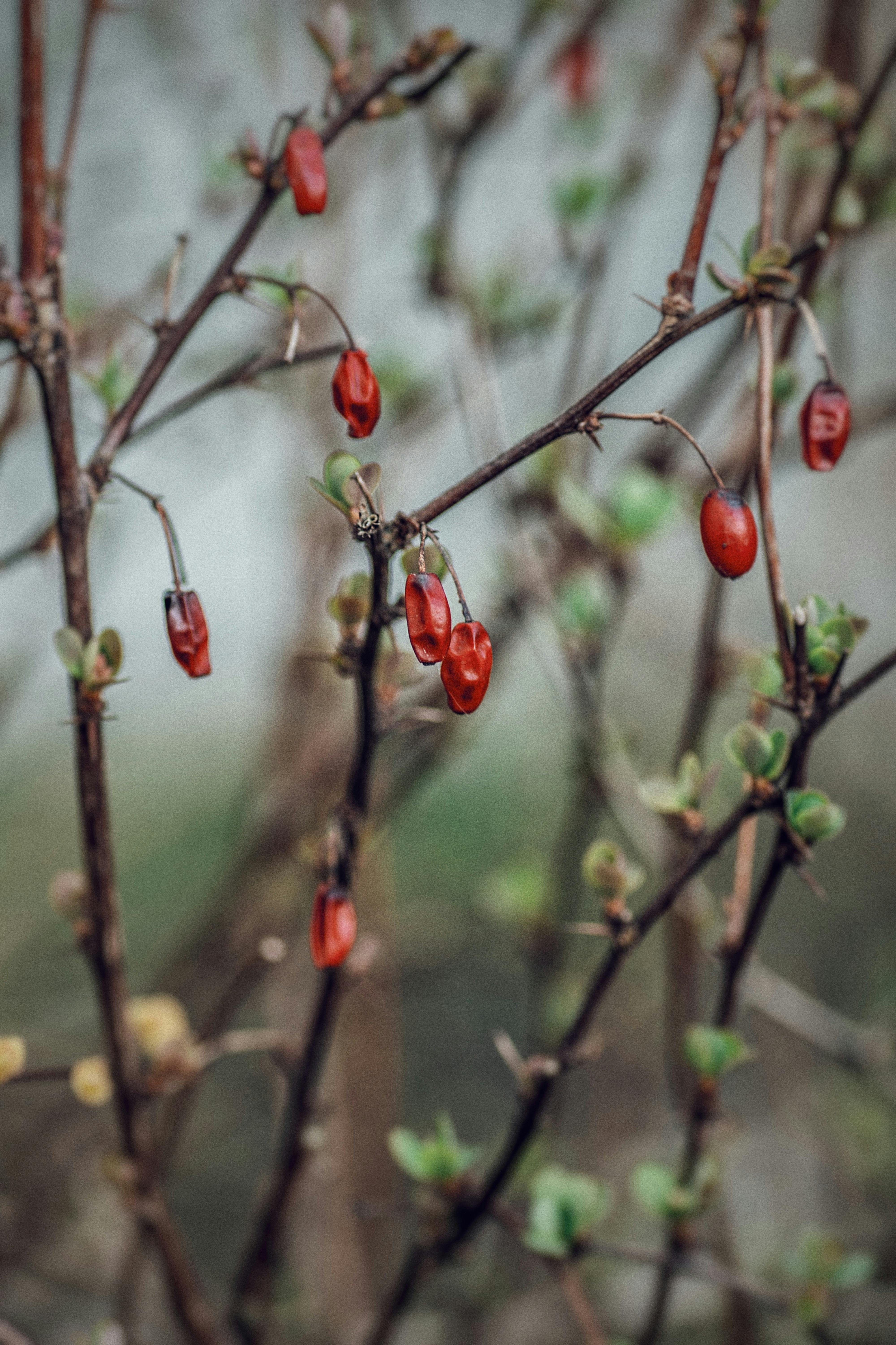 Macro shot of red berries on thin branches with a blurred natural background.