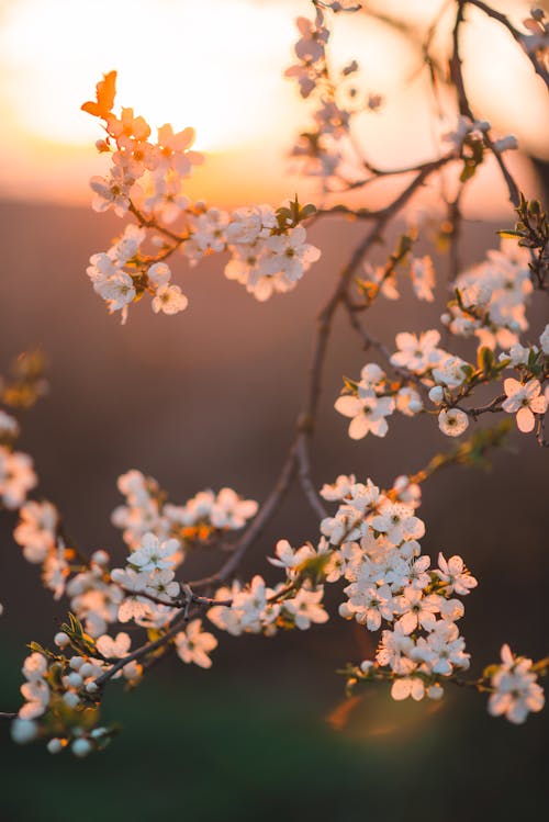 The cherry blossom on the sunset