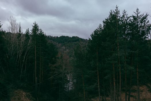 A peaceful view of an evergreen forest with a cloudy sky overhead, showcasing nature's beauty.