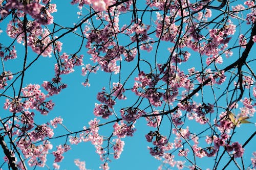 Fotos de stock gratuitas de árbol, cerezos en flor, cielo azul