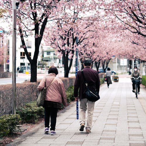 Two people walking down a sidewalk with cherry blossoms